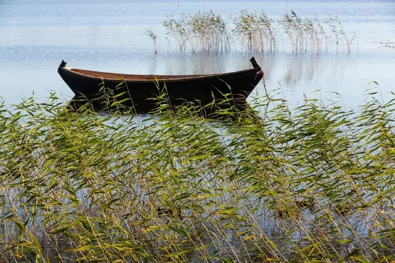 Wooden boat among reeds on a quiet shore
